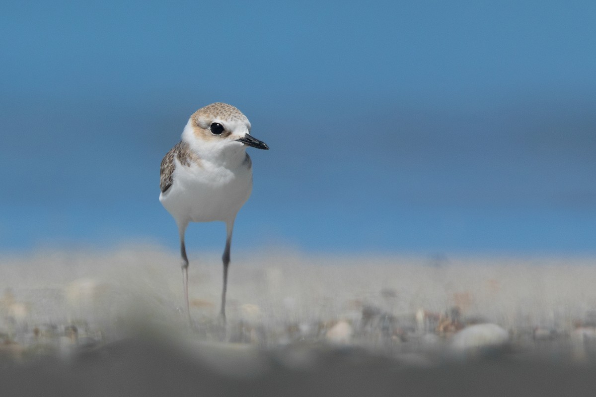 White-faced Plover - ML75328951