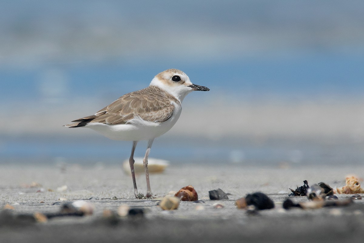 White-faced Plover - ML75328961