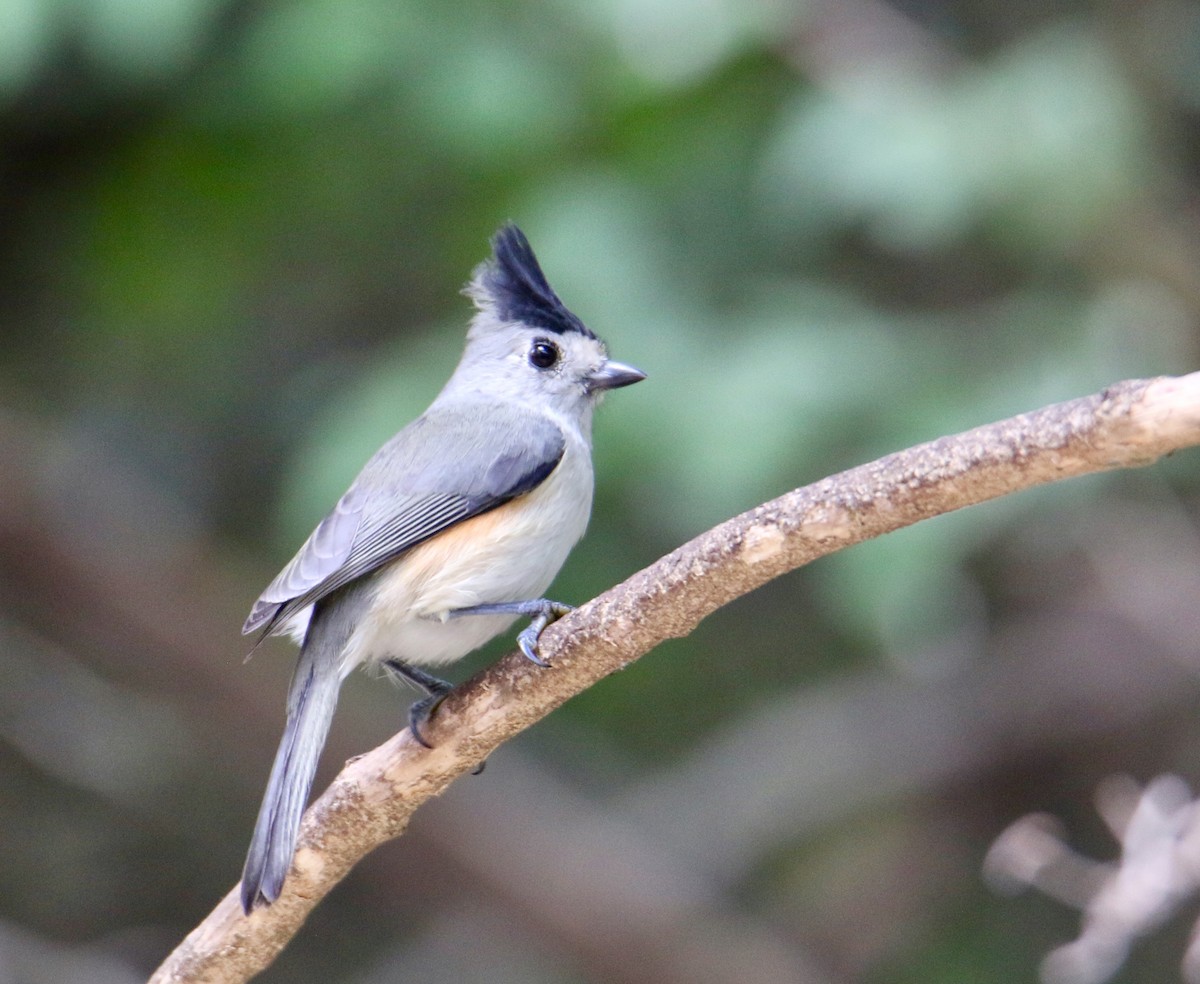 Black-crested Titmouse - Gustino Lanese