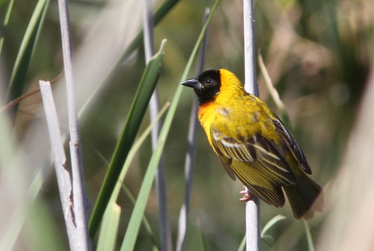 Black-headed Weaver - John Martin