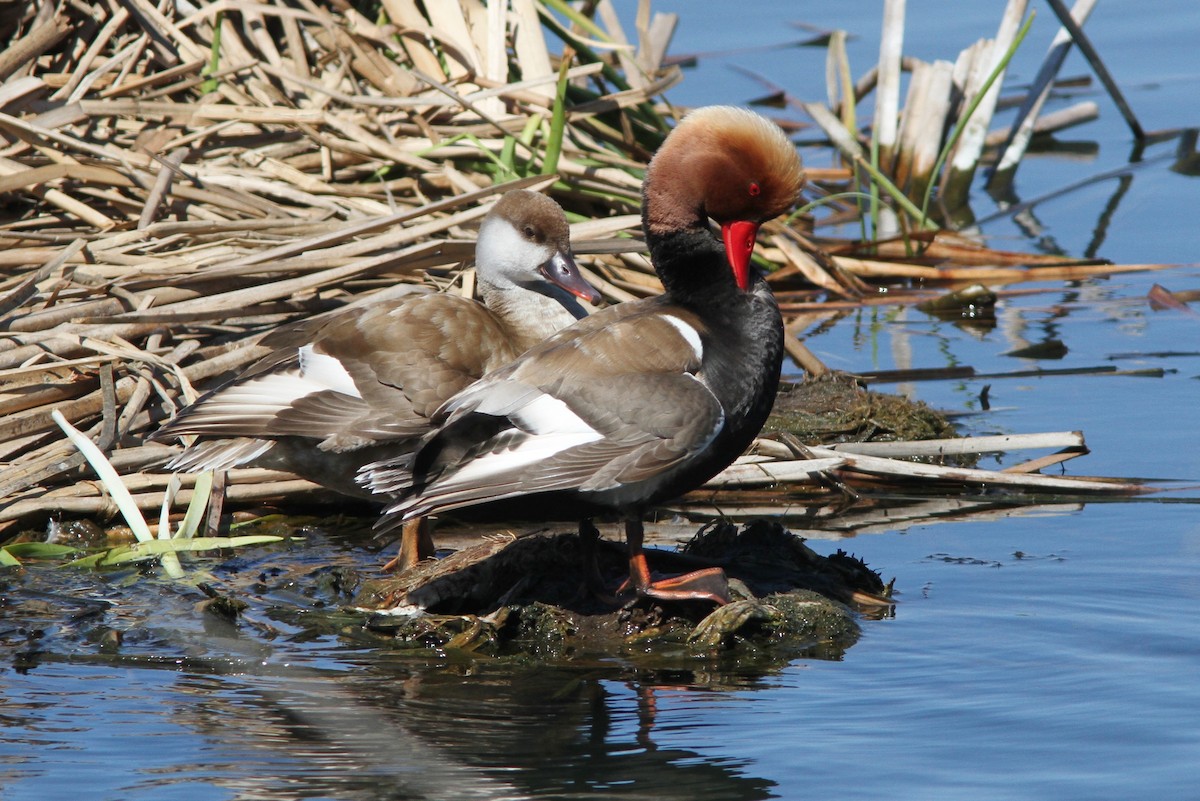 Red-crested Pochard - ML75329541