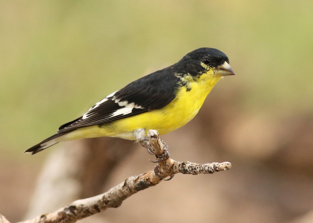 Lesser Goldfinch - Ann Mallard