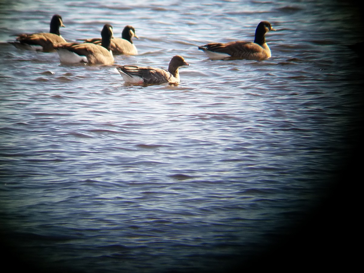 Pink-footed Goose - ML75329901