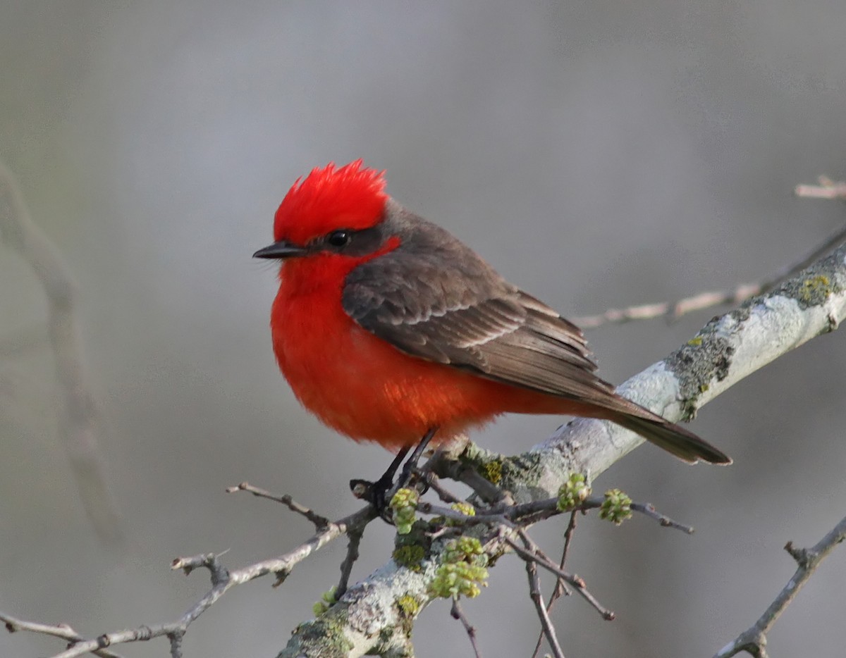 Vermilion Flycatcher - ML75330311