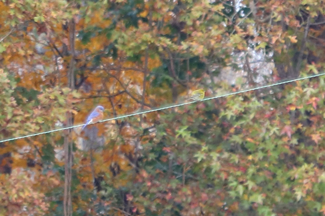 Pine Warbler - ML75330341