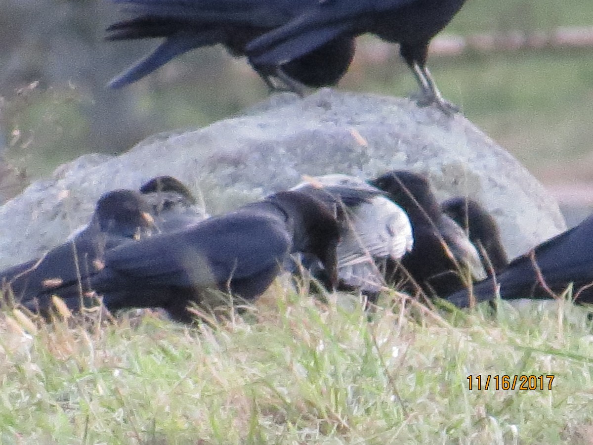 American Crow - ML75330361