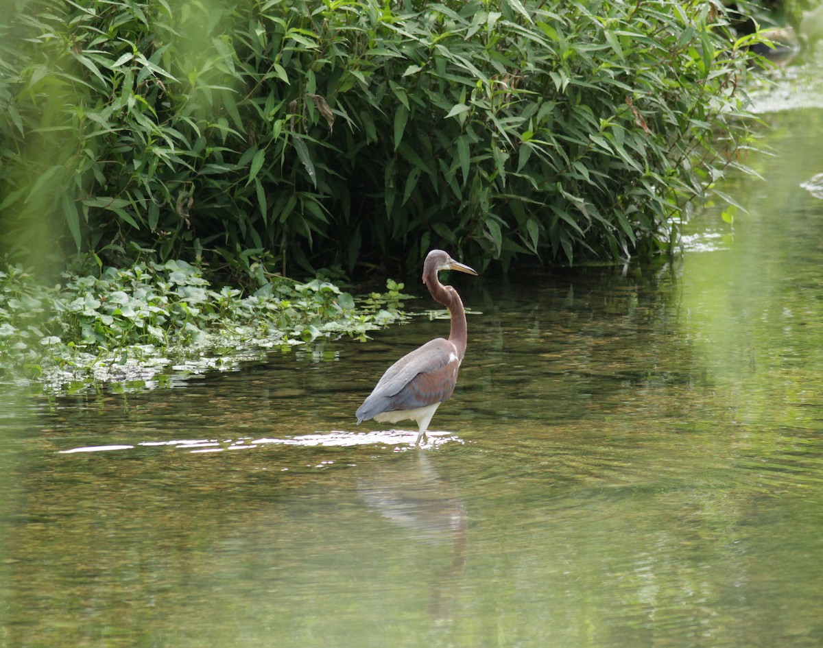 Tricolored Heron - ML75331321