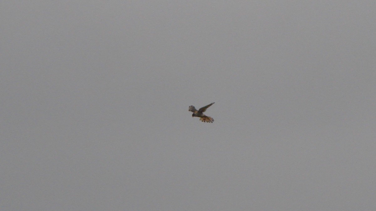 American Kestrel - Deva Migrador