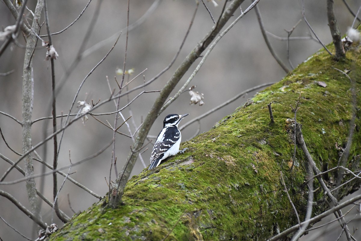 Hairy Woodpecker - ML75332591