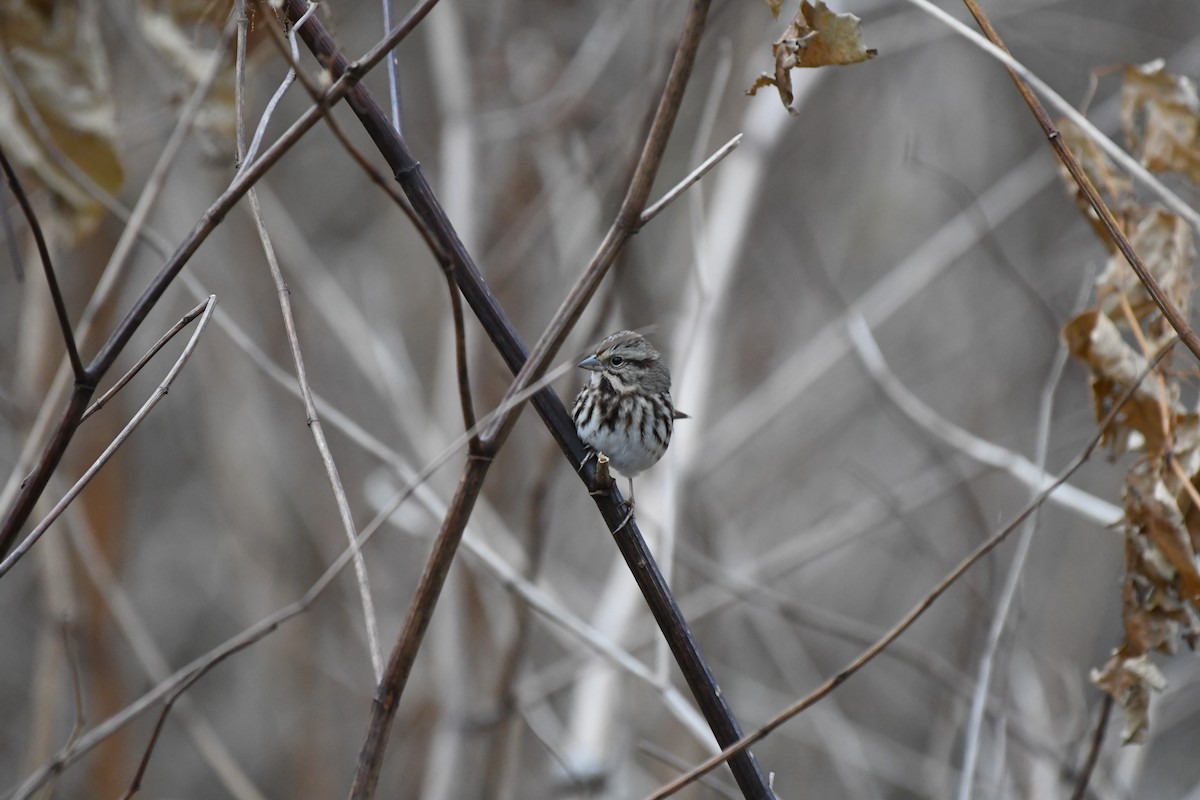 Song Sparrow - ML75332671