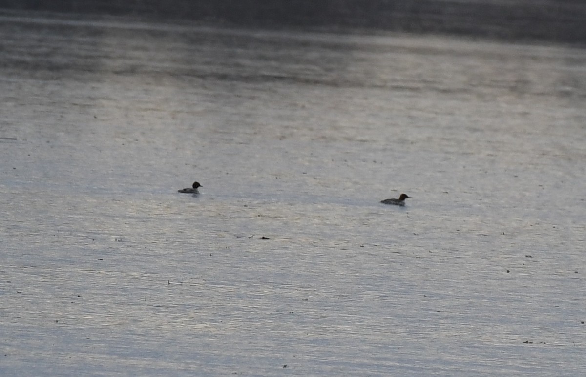 duck sp. - ML75332861