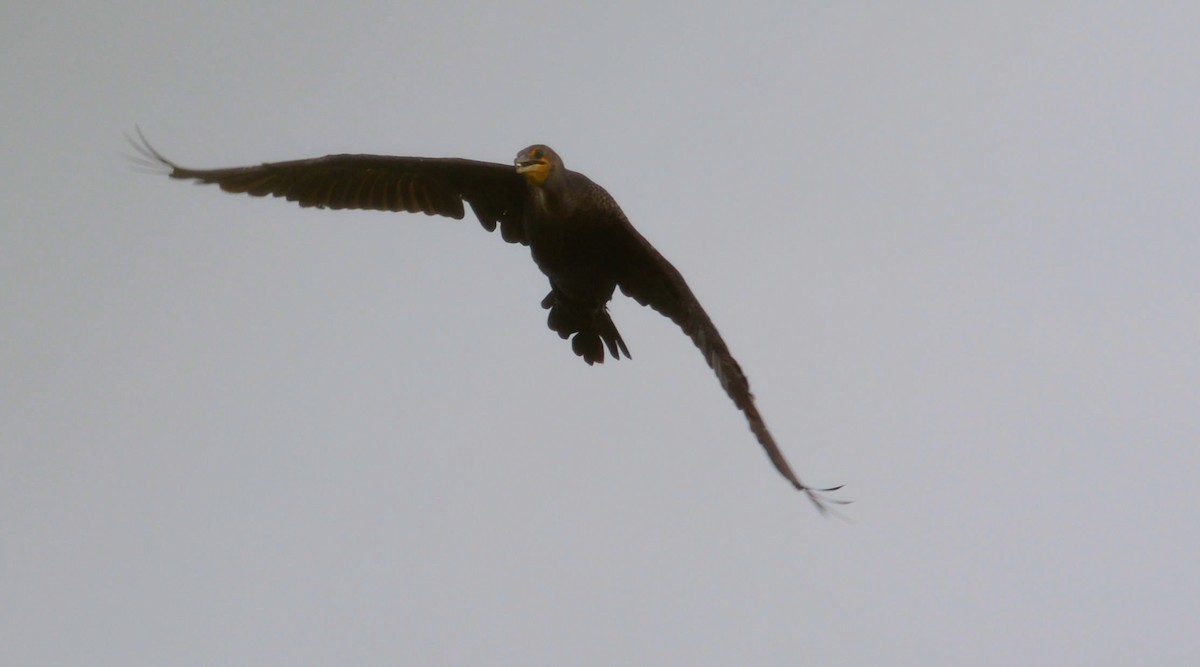 Double-crested Cormorant - ML75333101