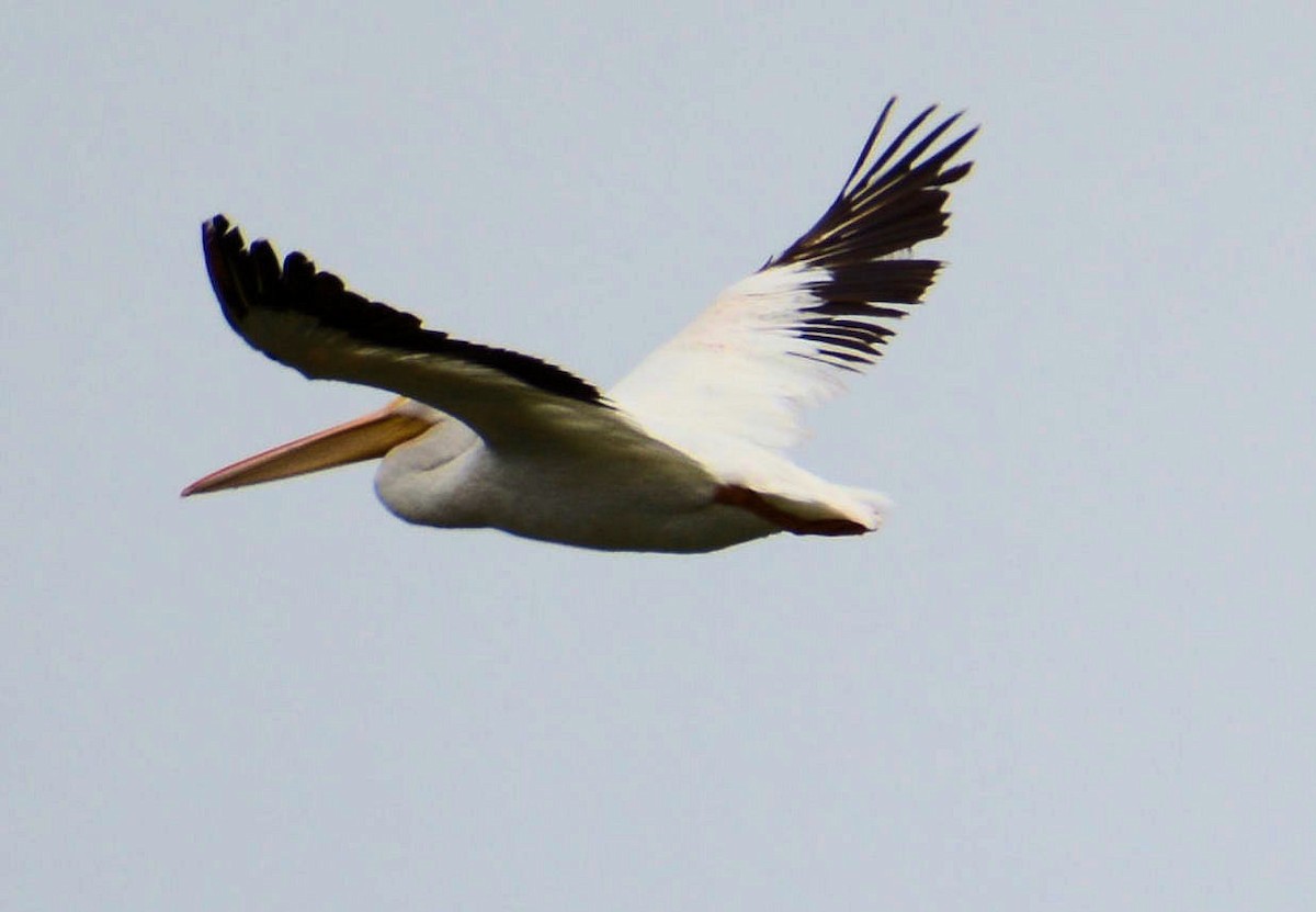 pelikán severoamerický - ML75333171
