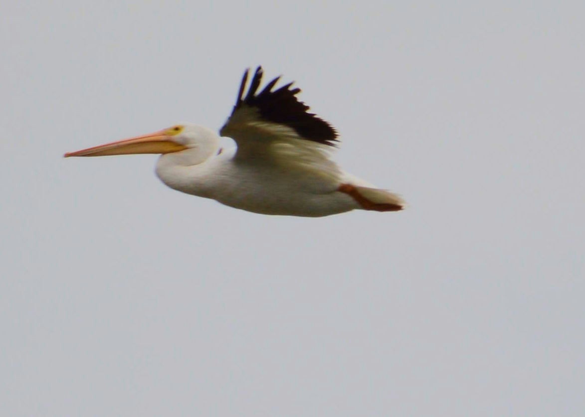 pelikán severoamerický - ML75333201