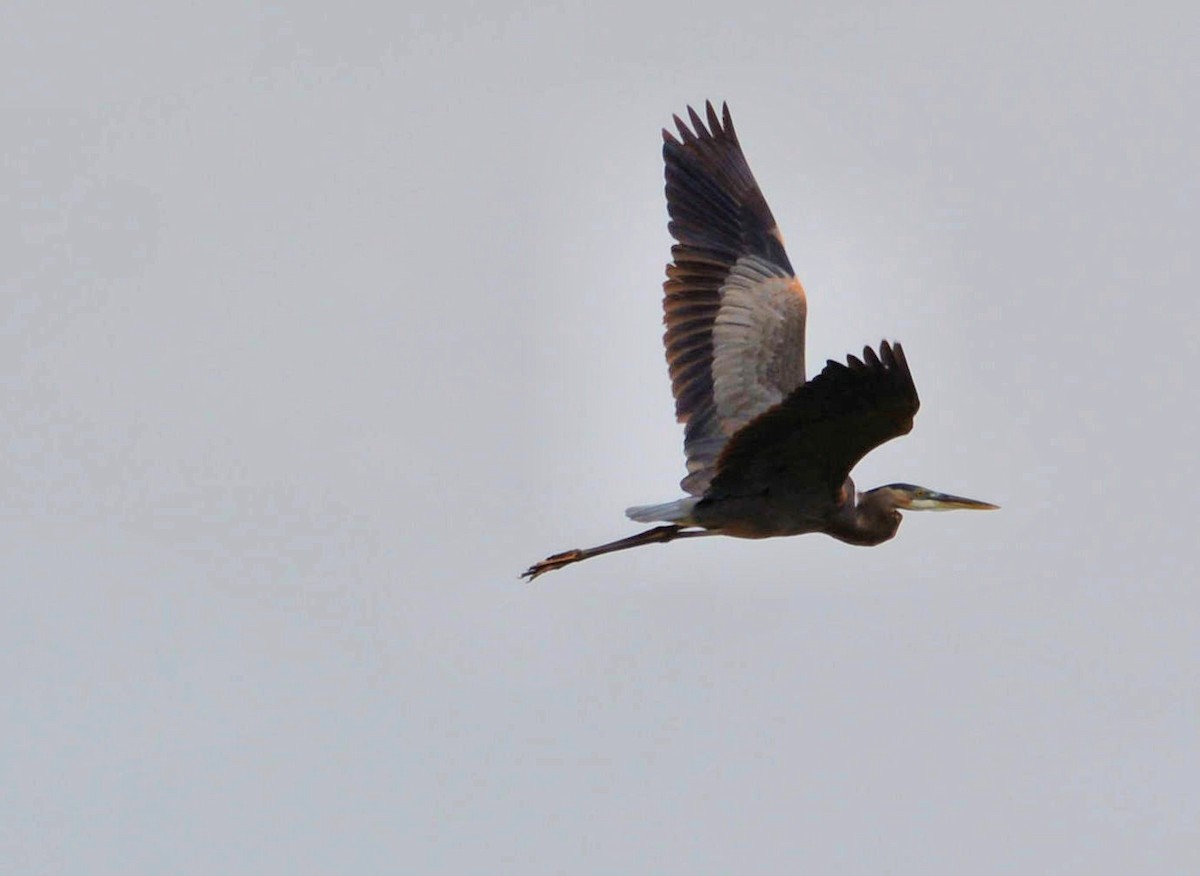 Great Blue Heron - Kenneth Butler