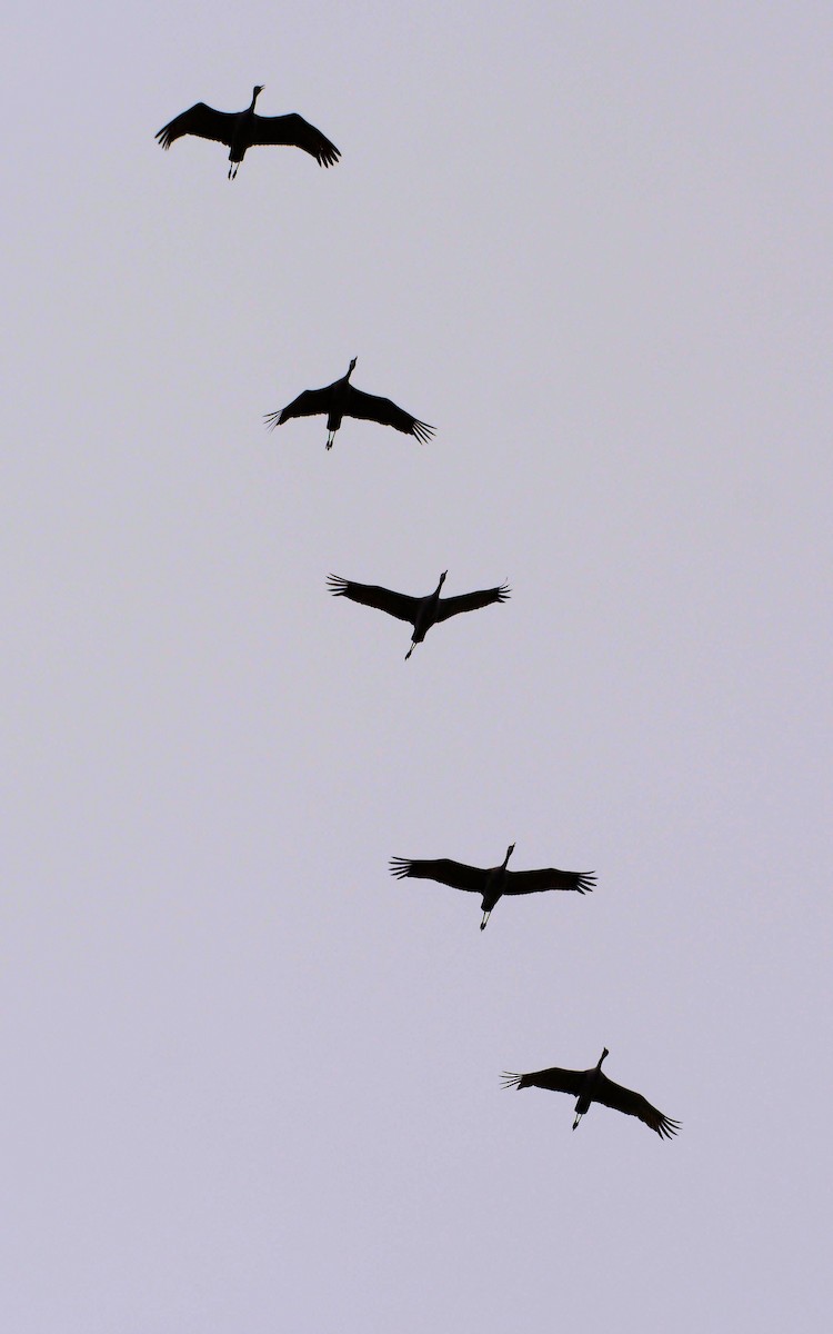 Grulla Canadiense - ML75333271