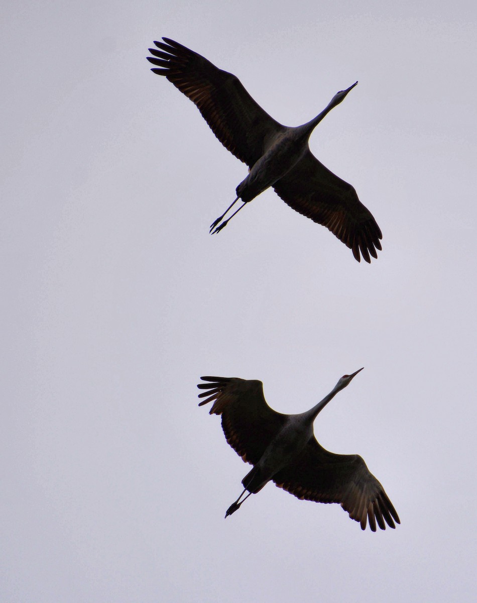 Sandhill Crane - ML75333291