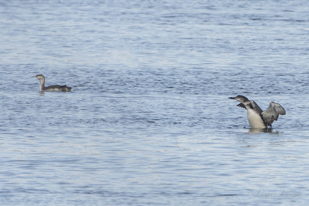 Red-throated Loon - Lucien Lemay