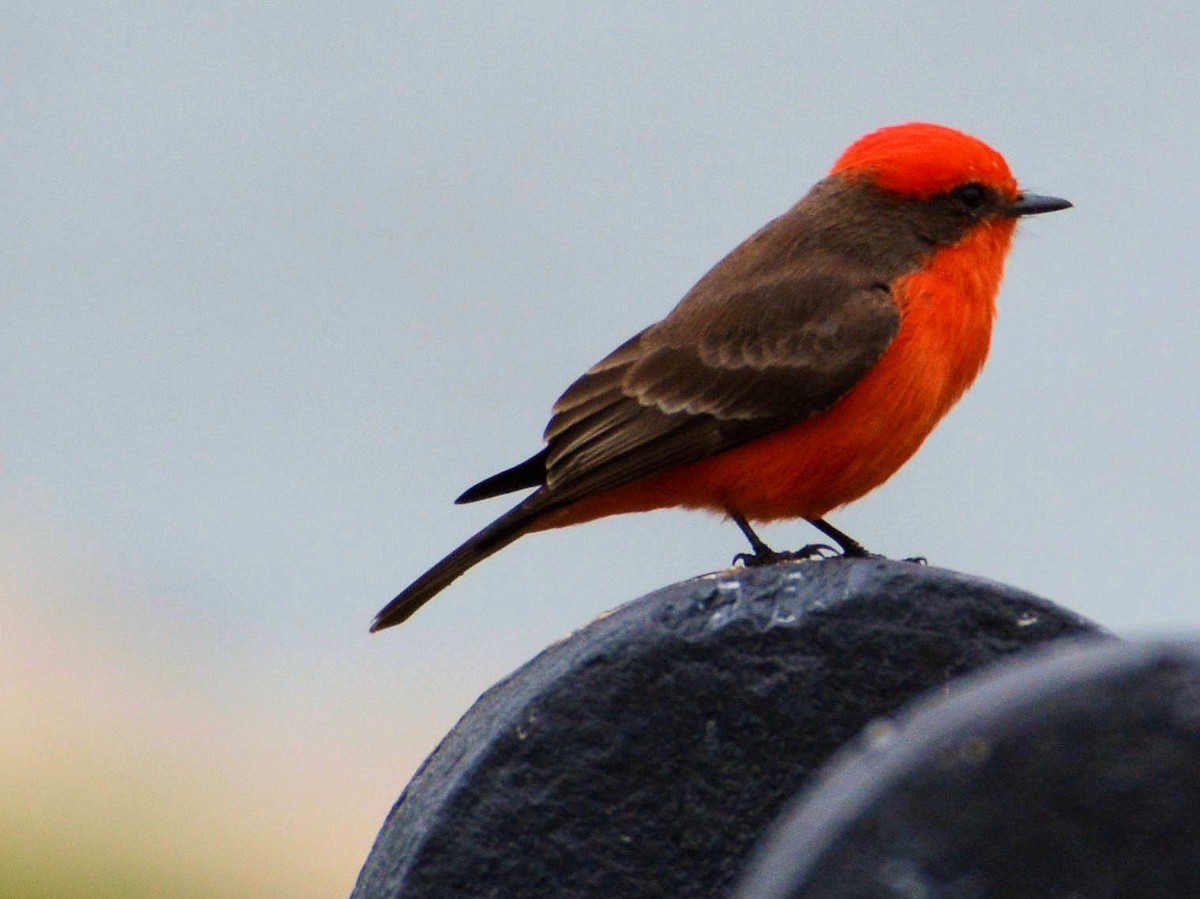 Vermilion Flycatcher - Kenneth Butler