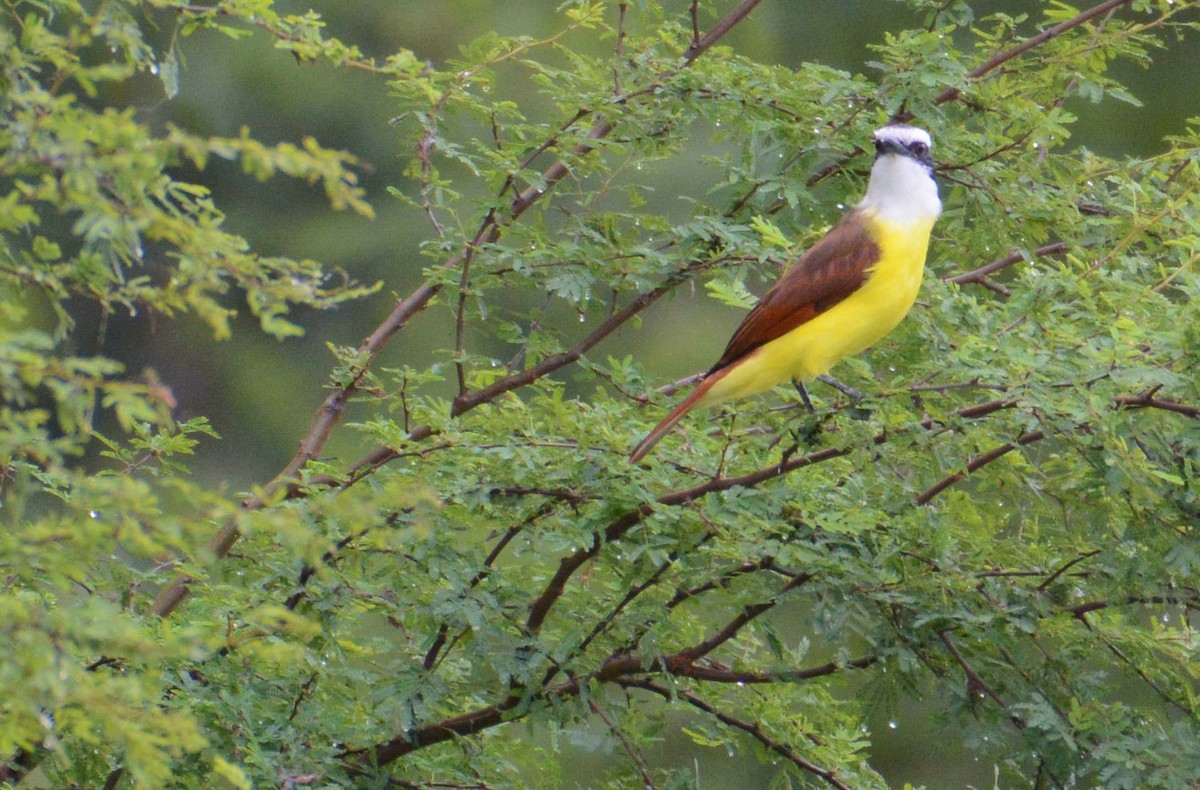 Great Kiskadee - ML75333491