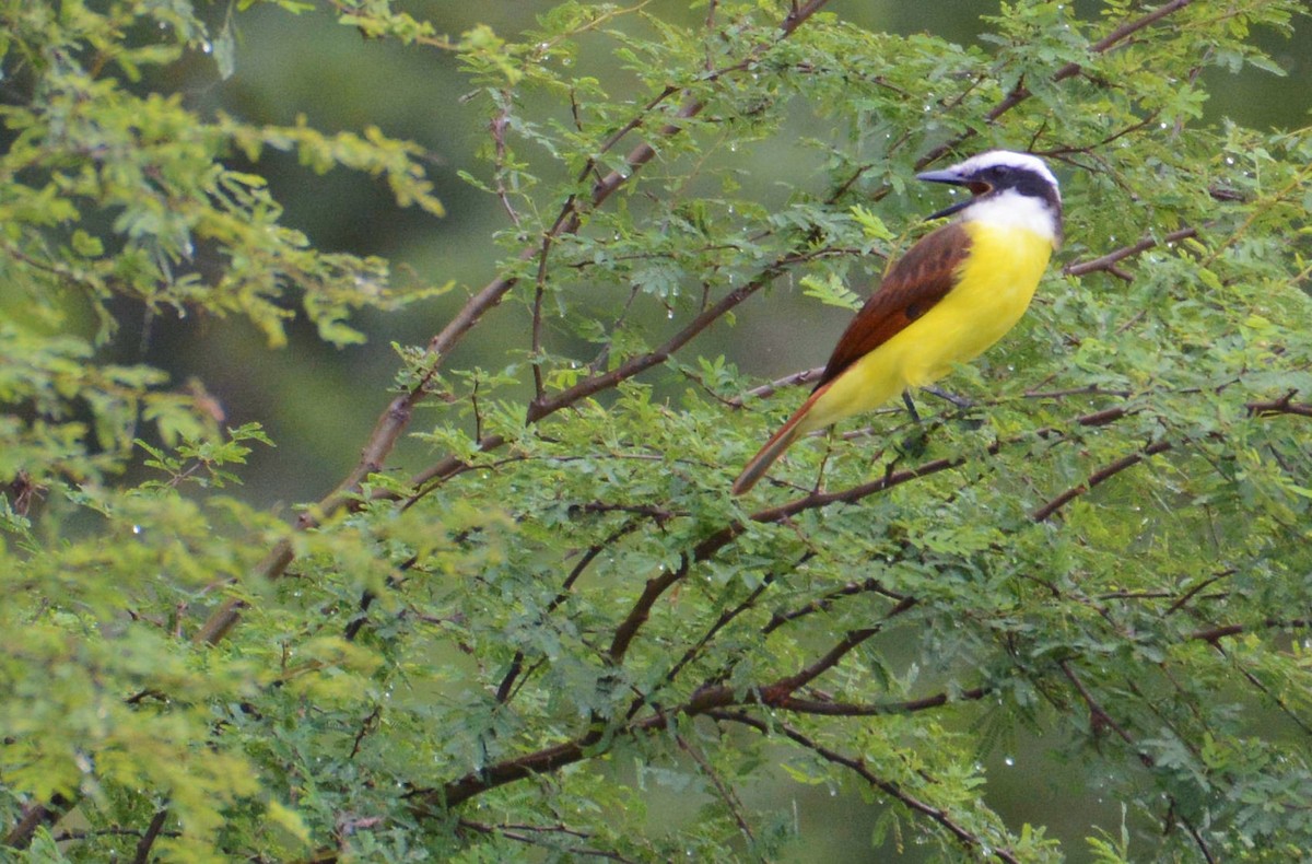 Great Kiskadee - ML75333521