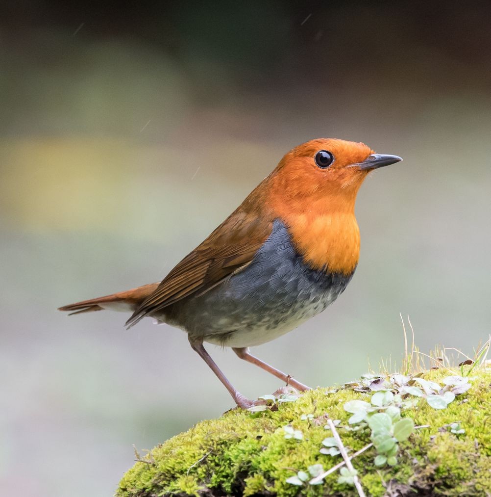 Japanese Robin - Kai Pflug