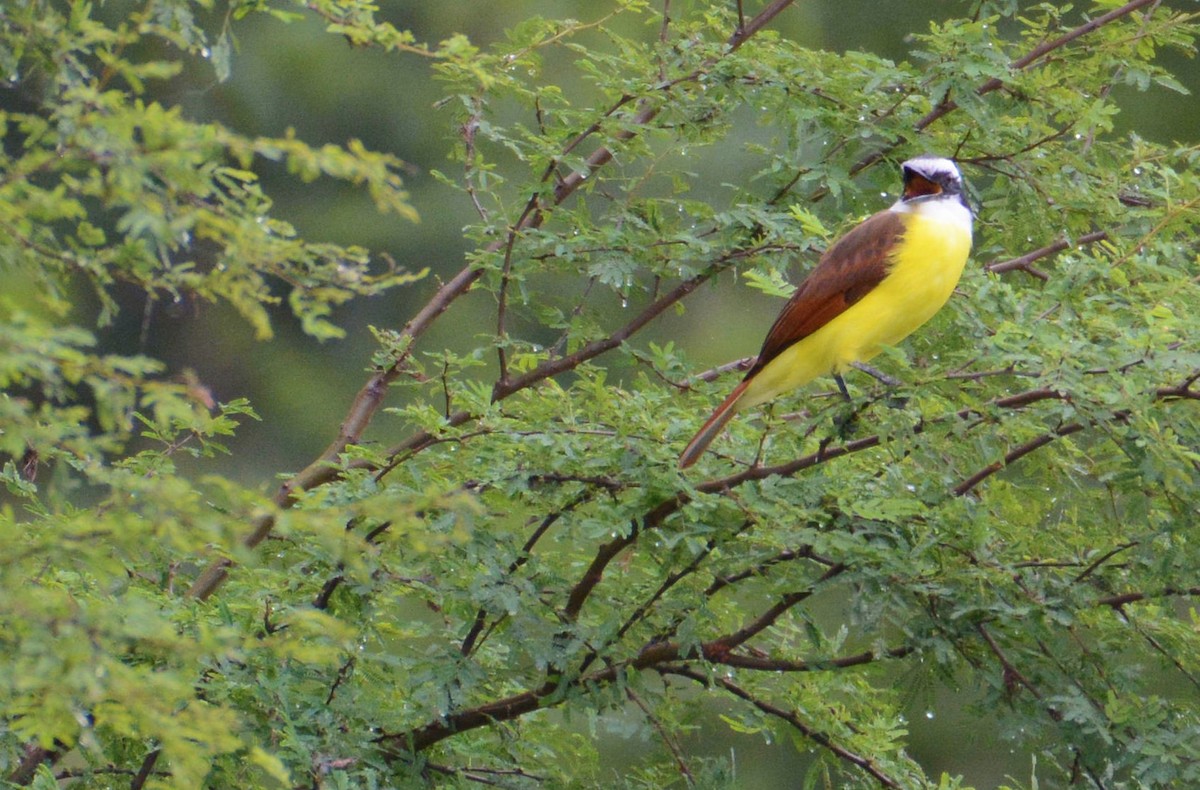 Great Kiskadee - ML75333571