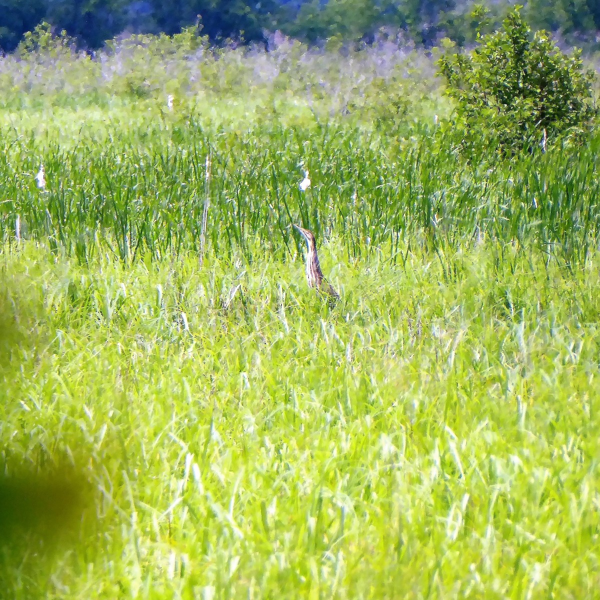 American Bittern - ML75334191