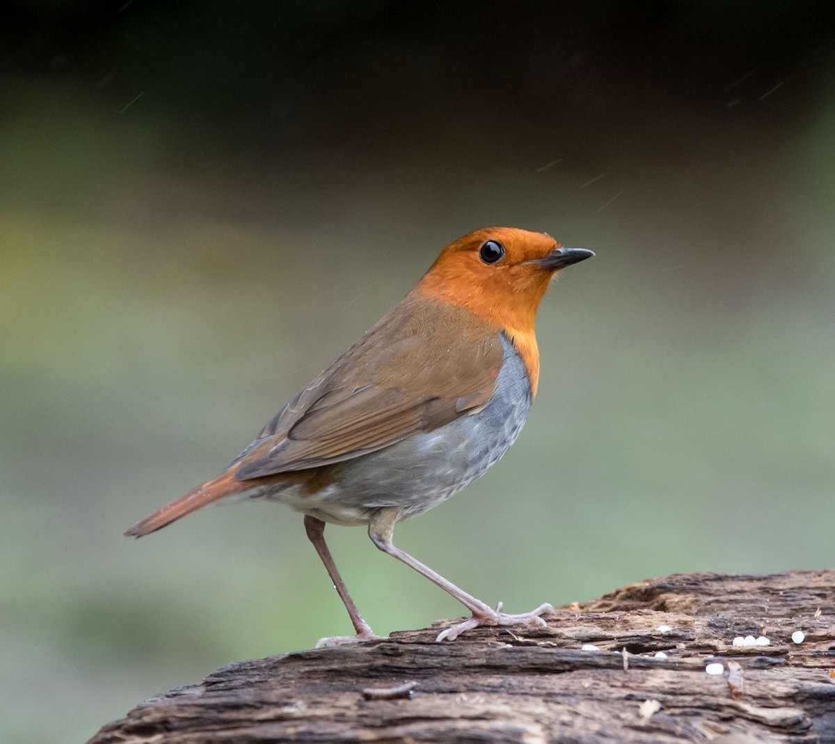 Japanese Robin - Kai Pflug