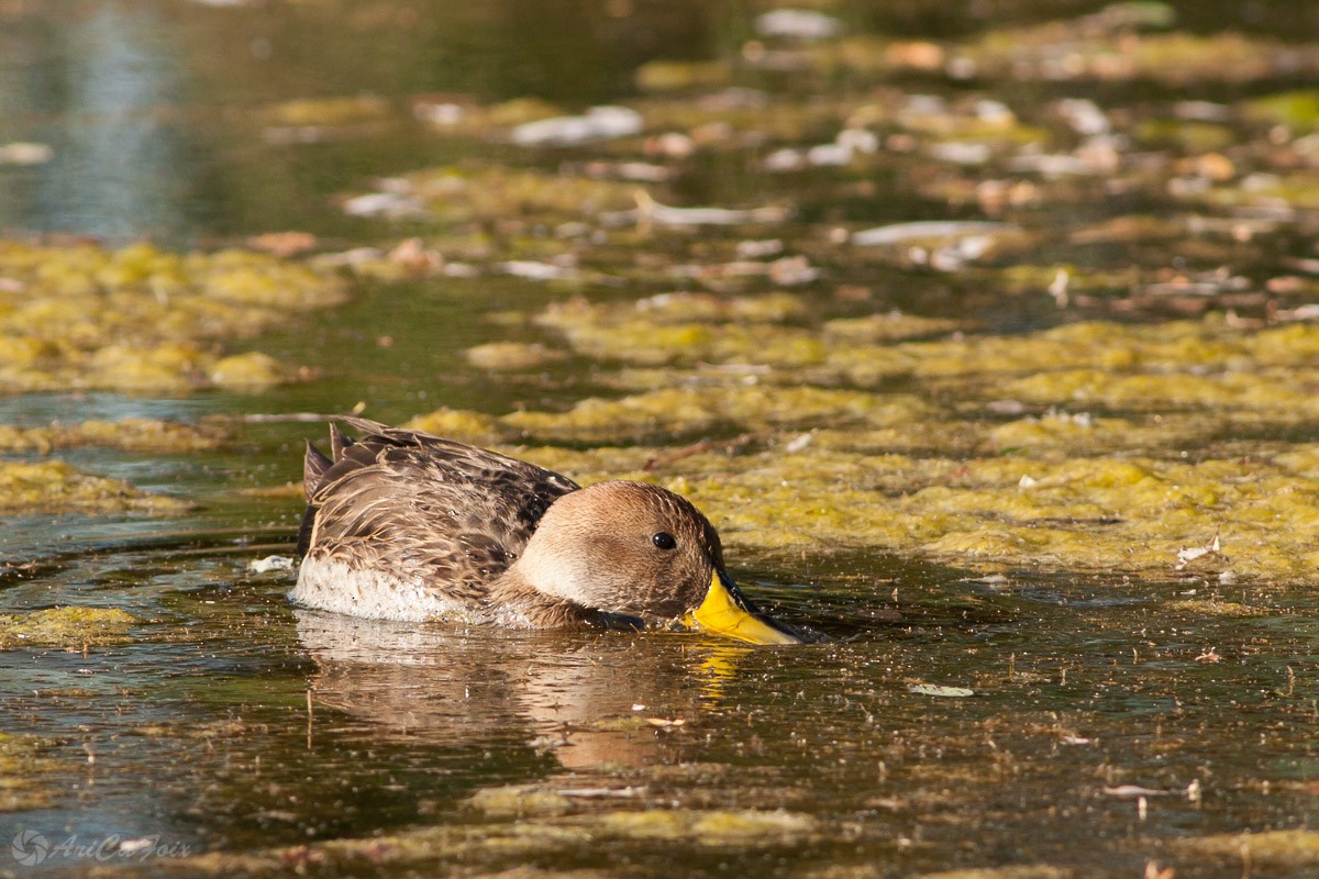 Yellow-billed Pintail (South American) - ML75336111