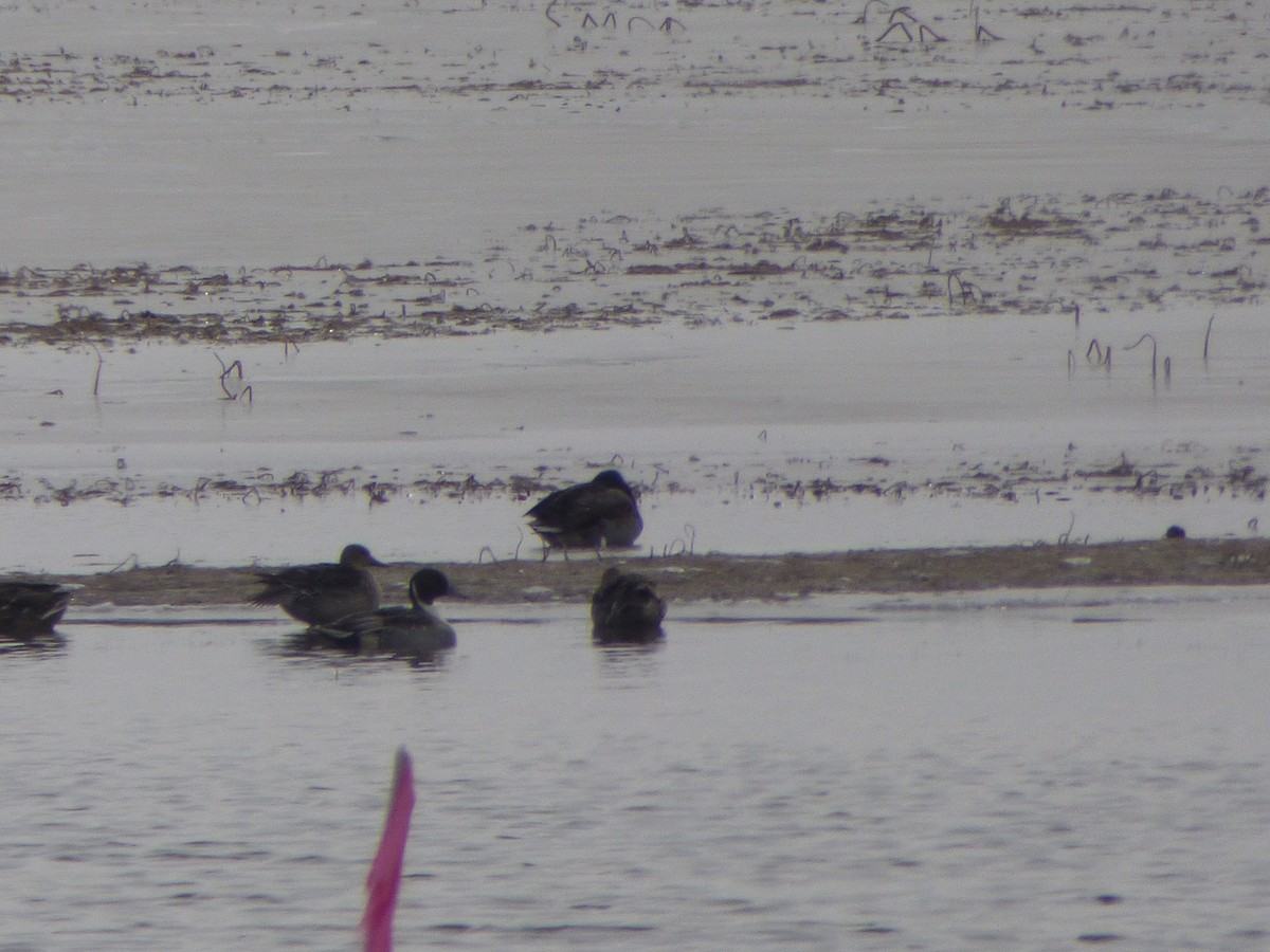 Northern Pintail - ML75337691