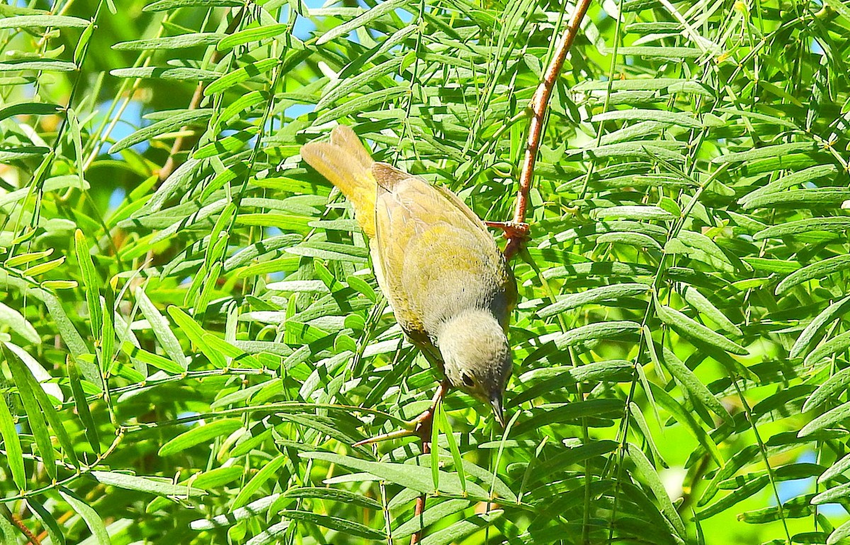 Nashville Warbler - James Bozeman