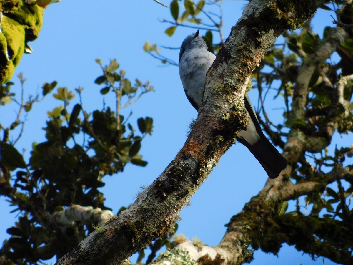 Cuckoo-roller - ML75337961