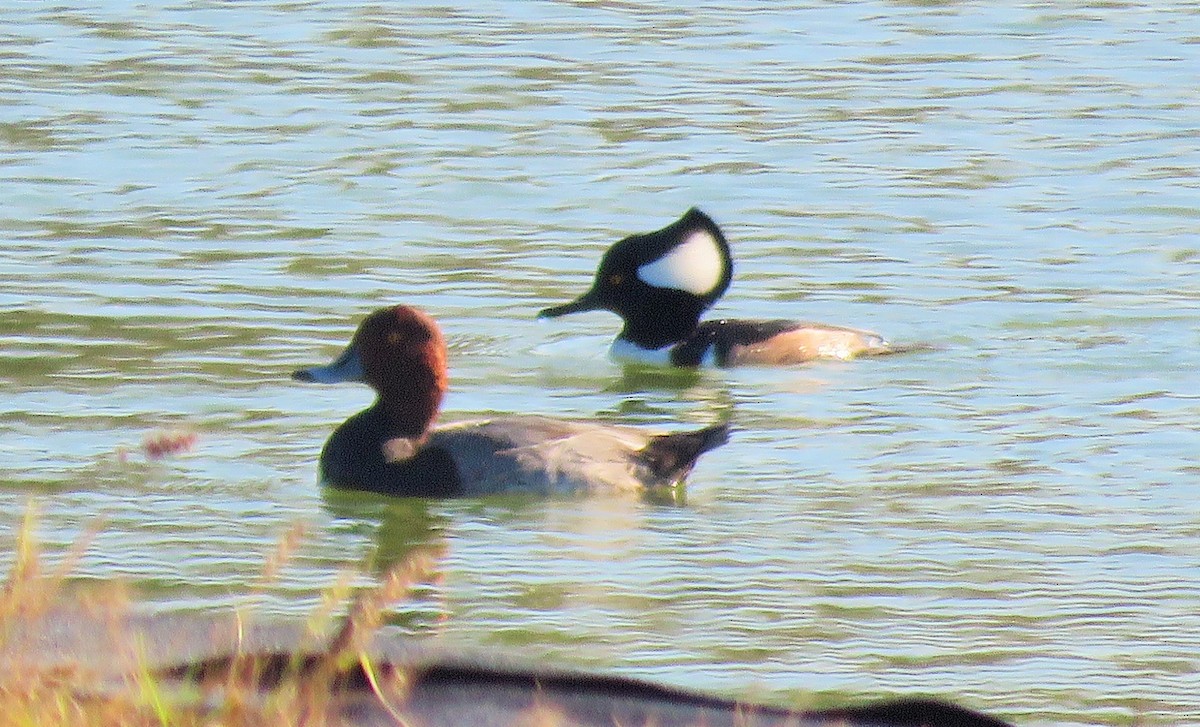 Hooded Merganser - ML75338481