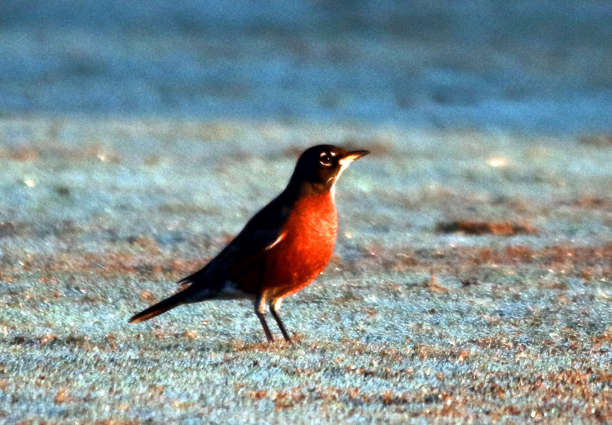 American Robin - Frank Quinn