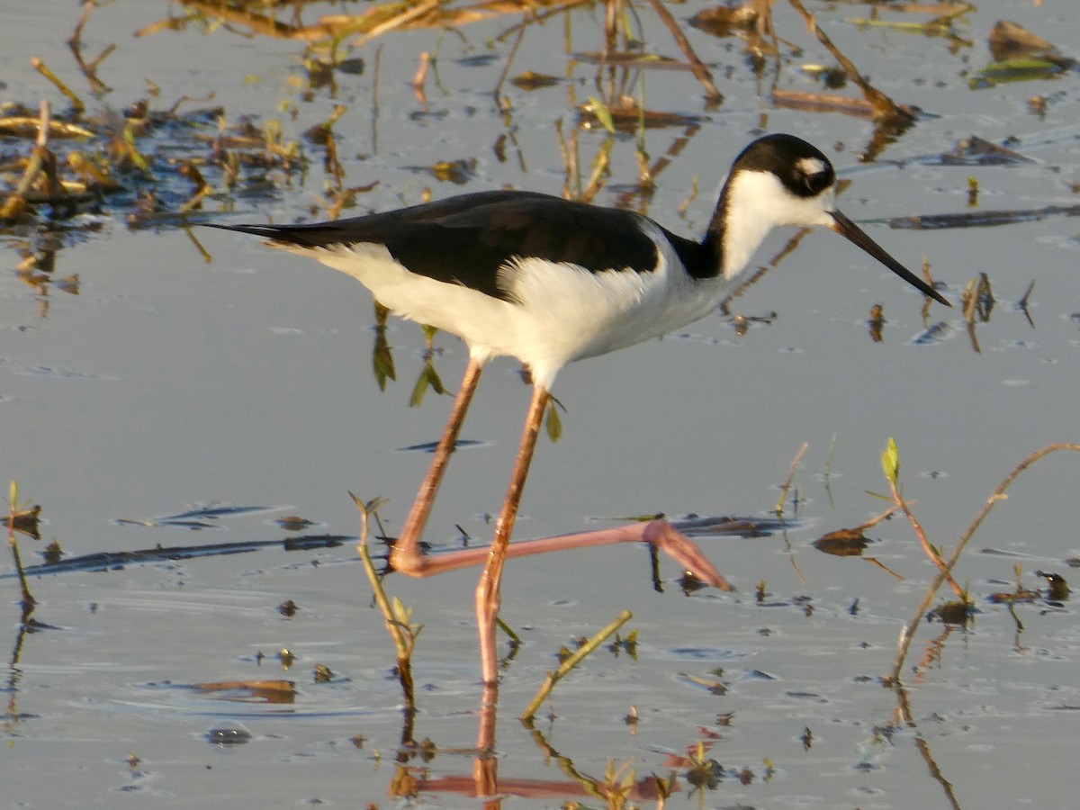 Black-necked Stilt - Gary Byerly