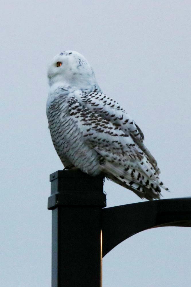 Snowy Owl - LeJay Graffious