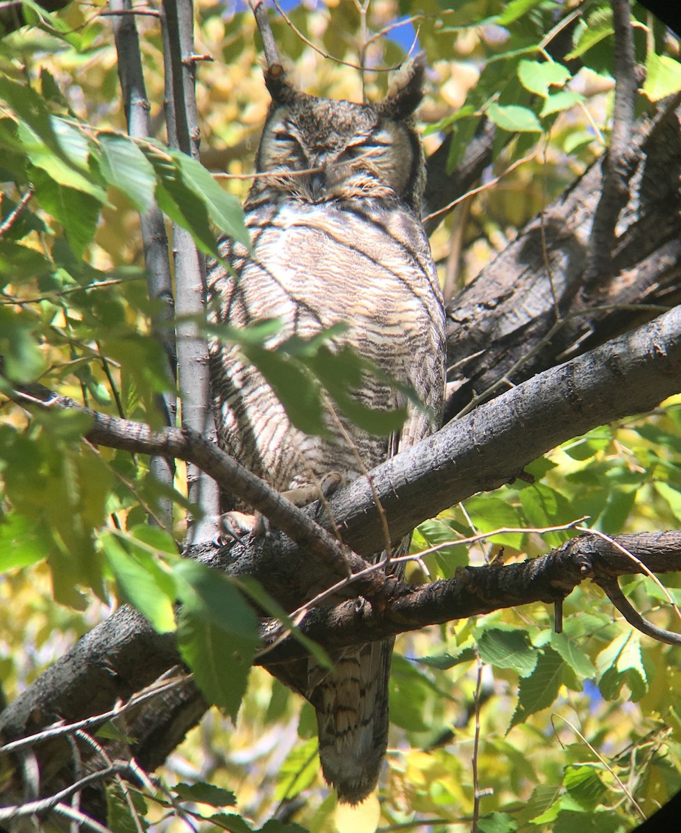 Great Horned Owl - ML75341601