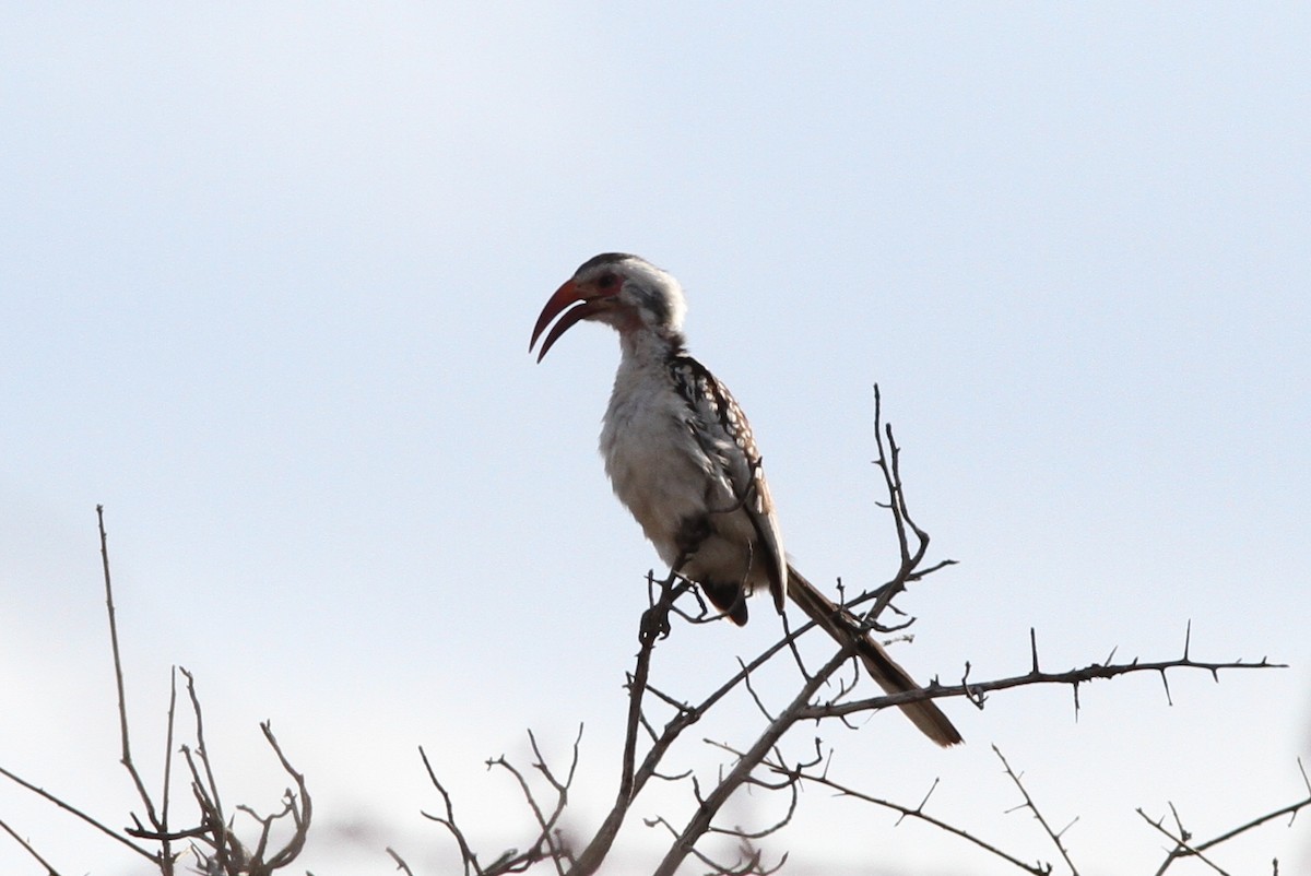 Damara Red-billed Hornbill - John Martin