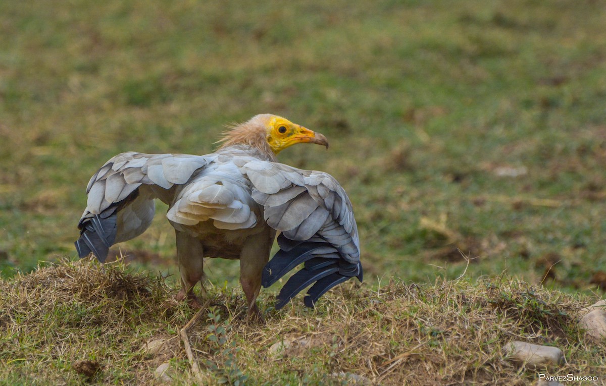 Egyptian Vulture - ML75344041