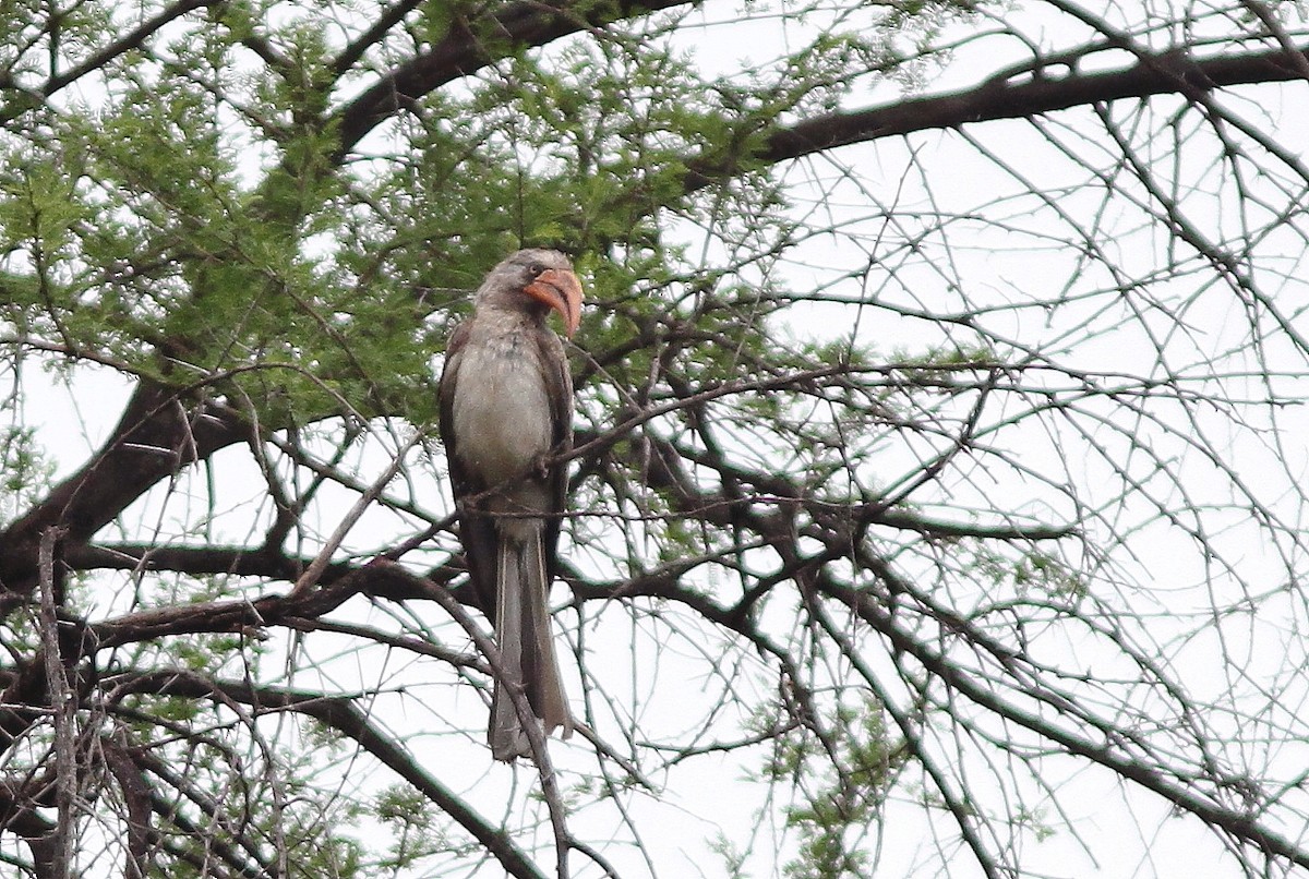 Bradfield's Hornbill - ML75345381