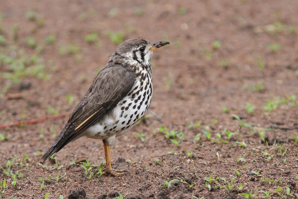 Groundscraper Thrush - ML75345561