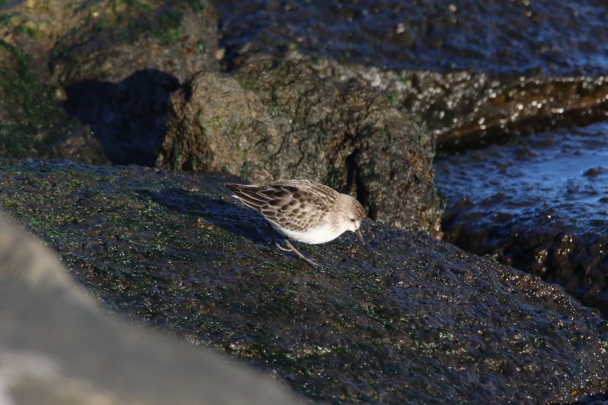 Semipalmated Sandpiper - ML75346401