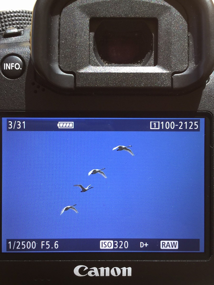 Tundra Swan - Sean Hollowell