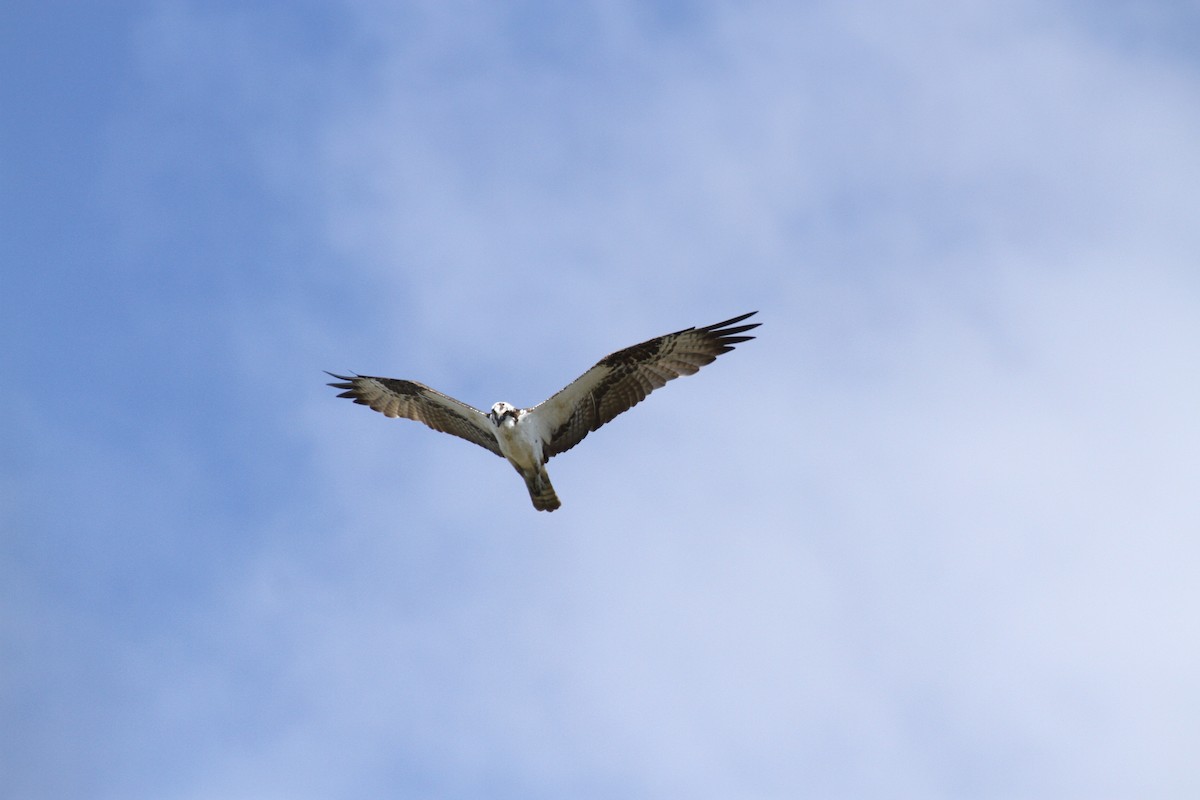 Osprey - Carlos Funes