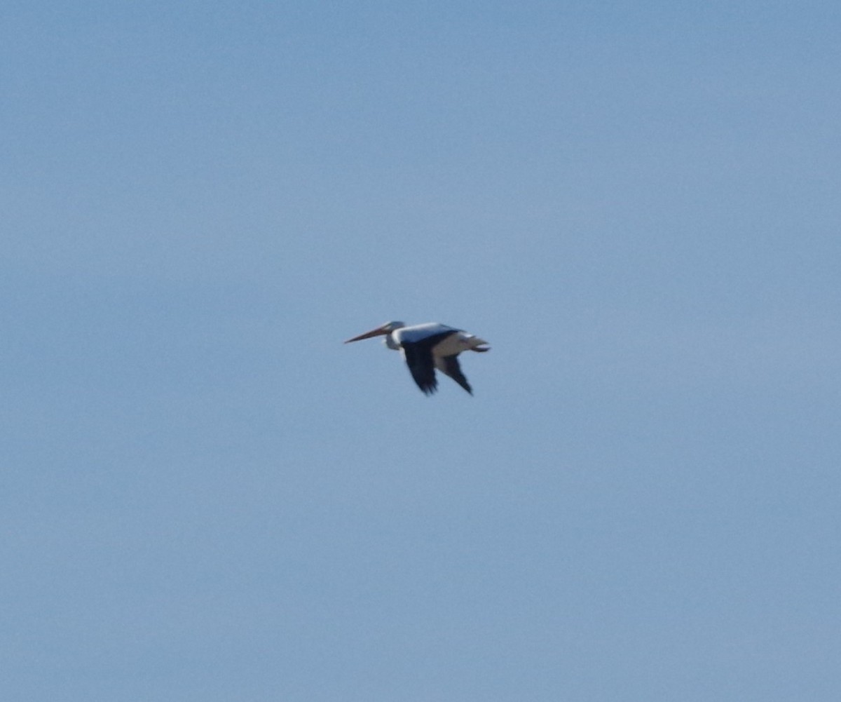 American White Pelican - ML75350041