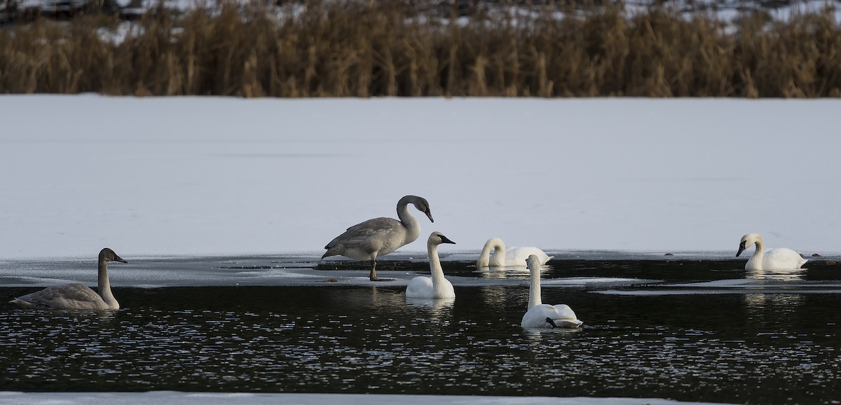 Trumpeter Swan - ML75350541