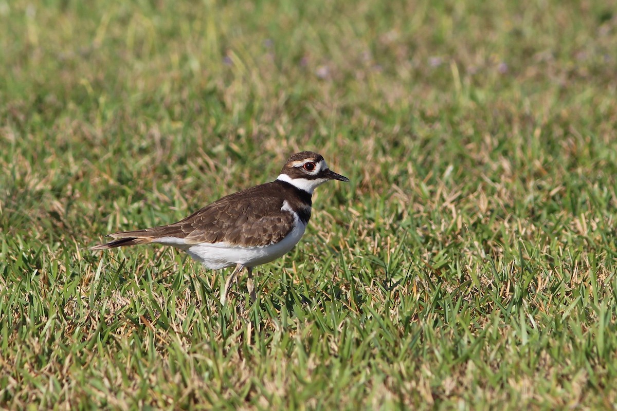 Killdeer - Oscar Johnson