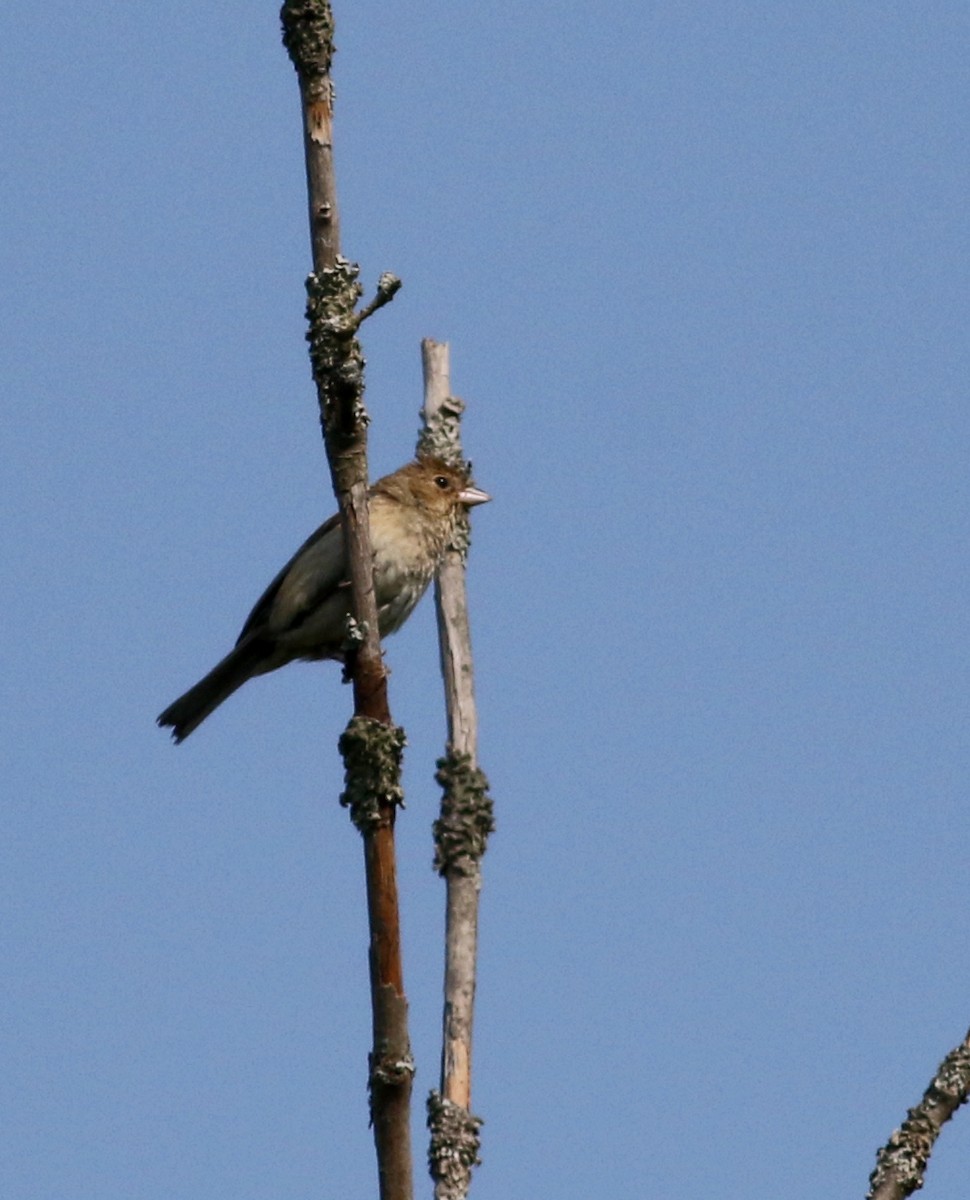 Indigo Bunting - ML75352981