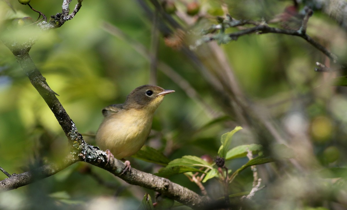 Common Yellowthroat - Jay McGowan